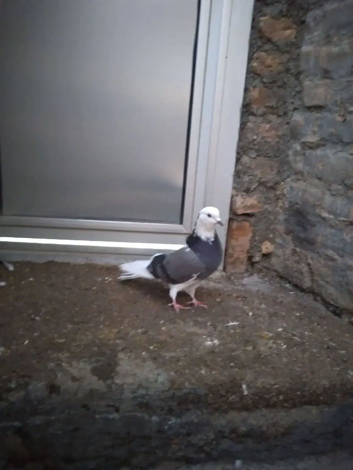 یه دونه کبوتر شازده ماده|پرنده|میاندوآب, |دیوار