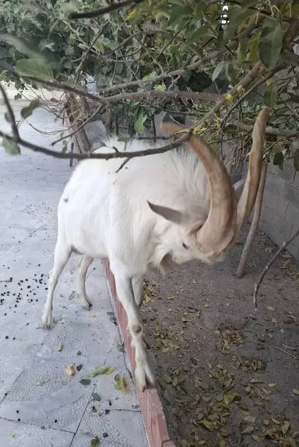 نر بز سانن|حیوانات مزرعه|نورآباد, |دیوار