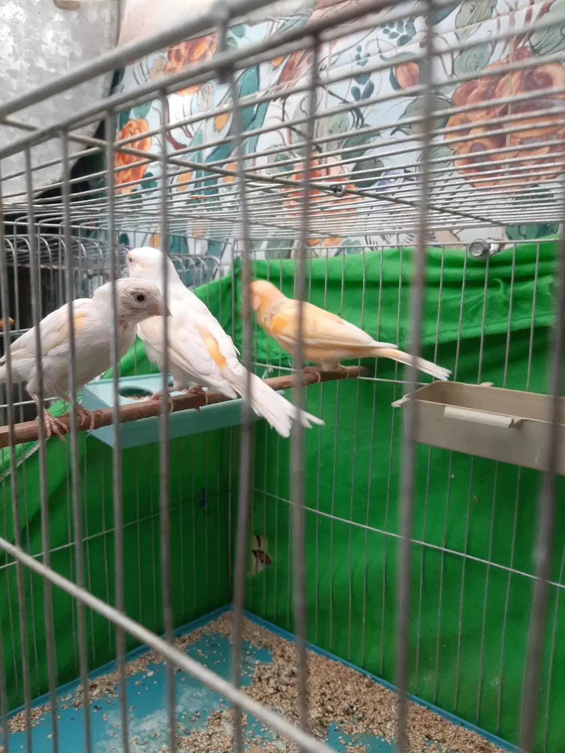 مرغ مینا سخنگو  قناری مست|پرنده|زرند, |دیوار