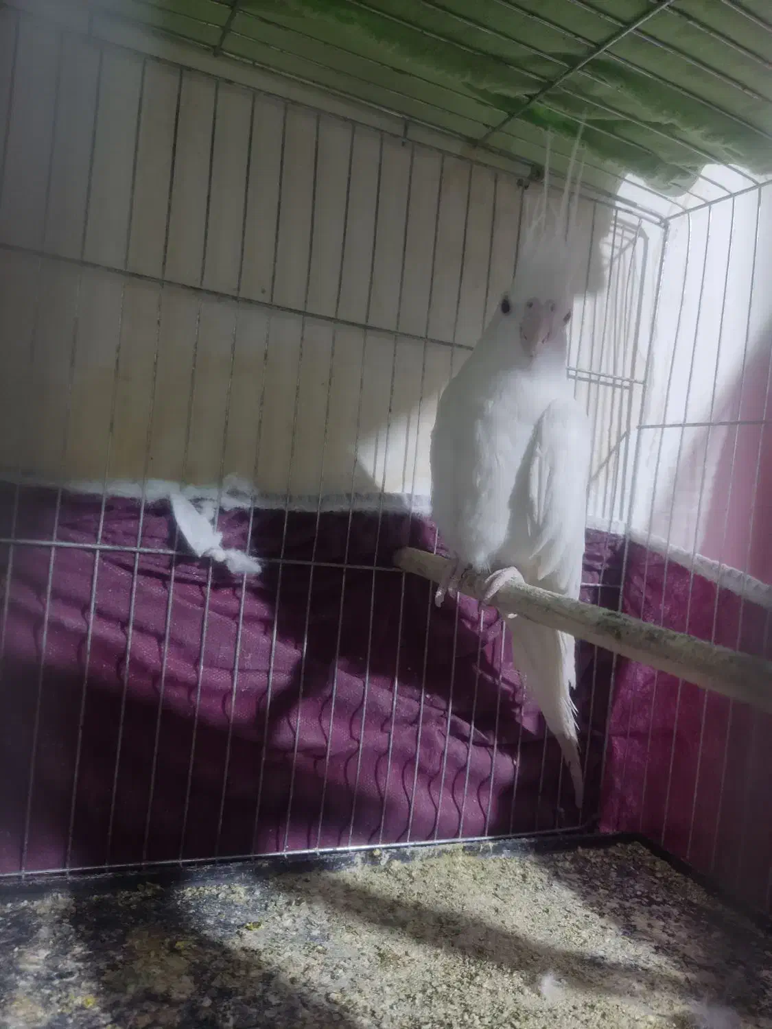 عروس هلندی|پرنده|ارومیه, |دیوار