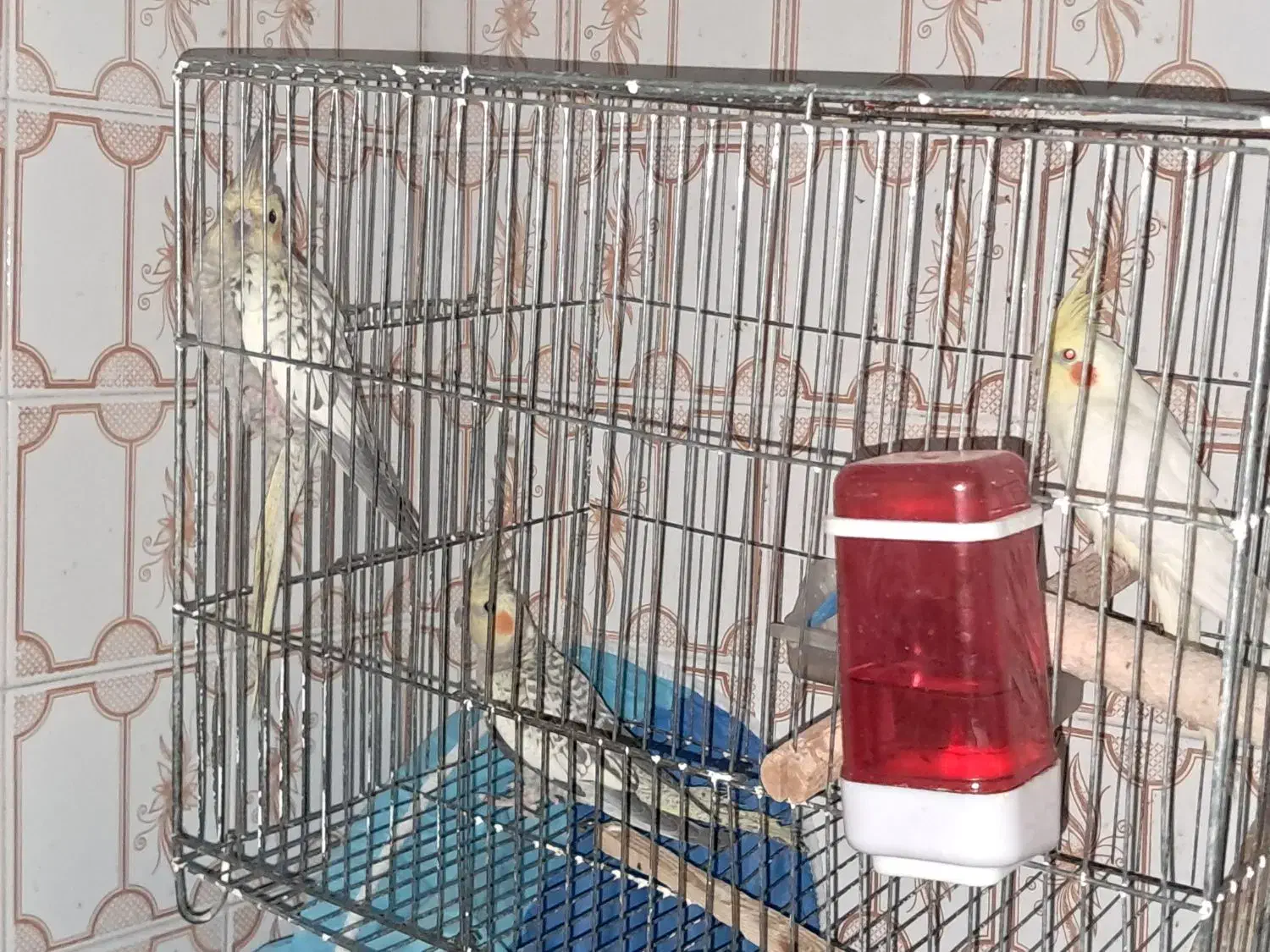 عروس هلندی|پرنده|سبزوار, جوادیه شرقی|دیوار