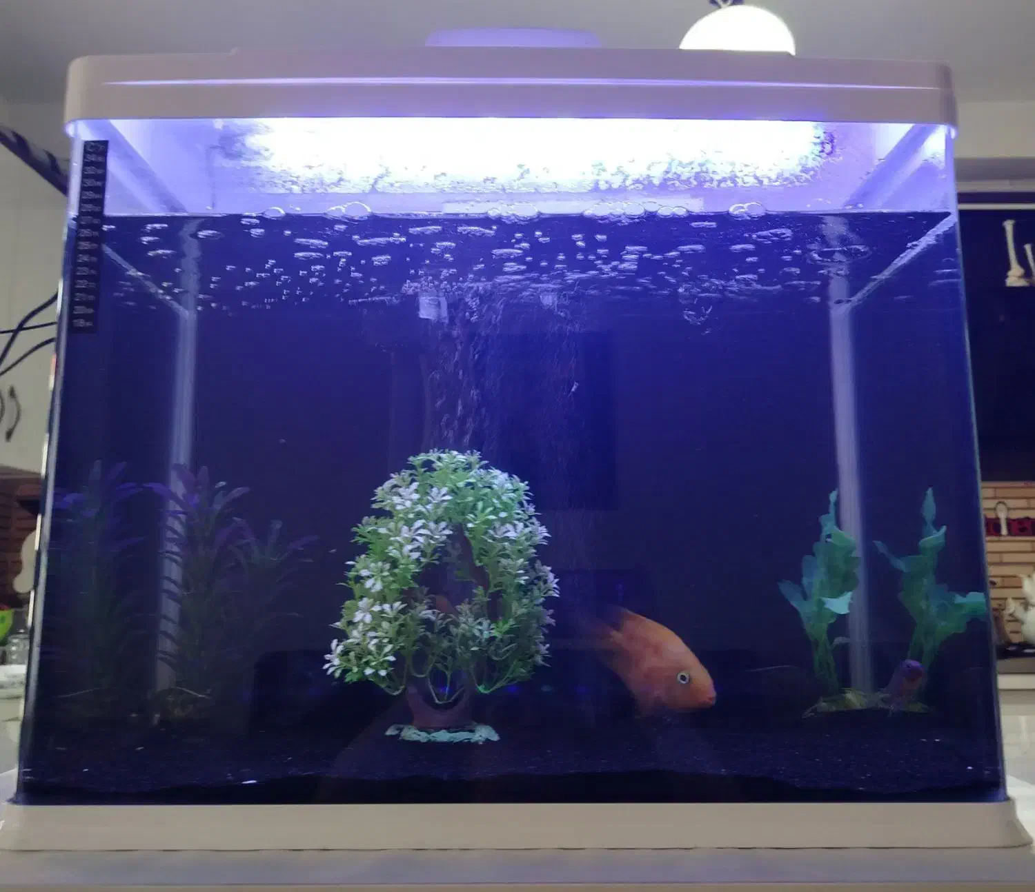 ماهی و آکواریوم شیشه خم شرکتی در حد نو در بیدستان|ماهی|قزوین, |دیوار