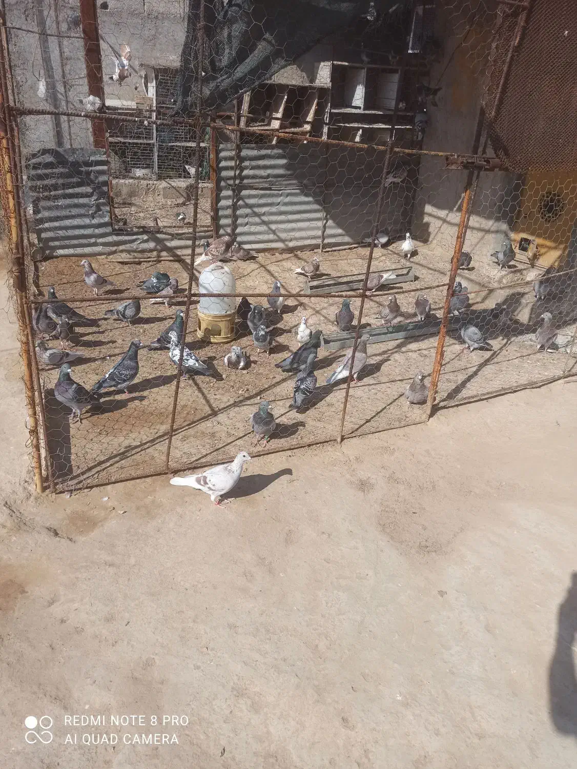 کبوتر|پرنده|آبپخش, |دیوار