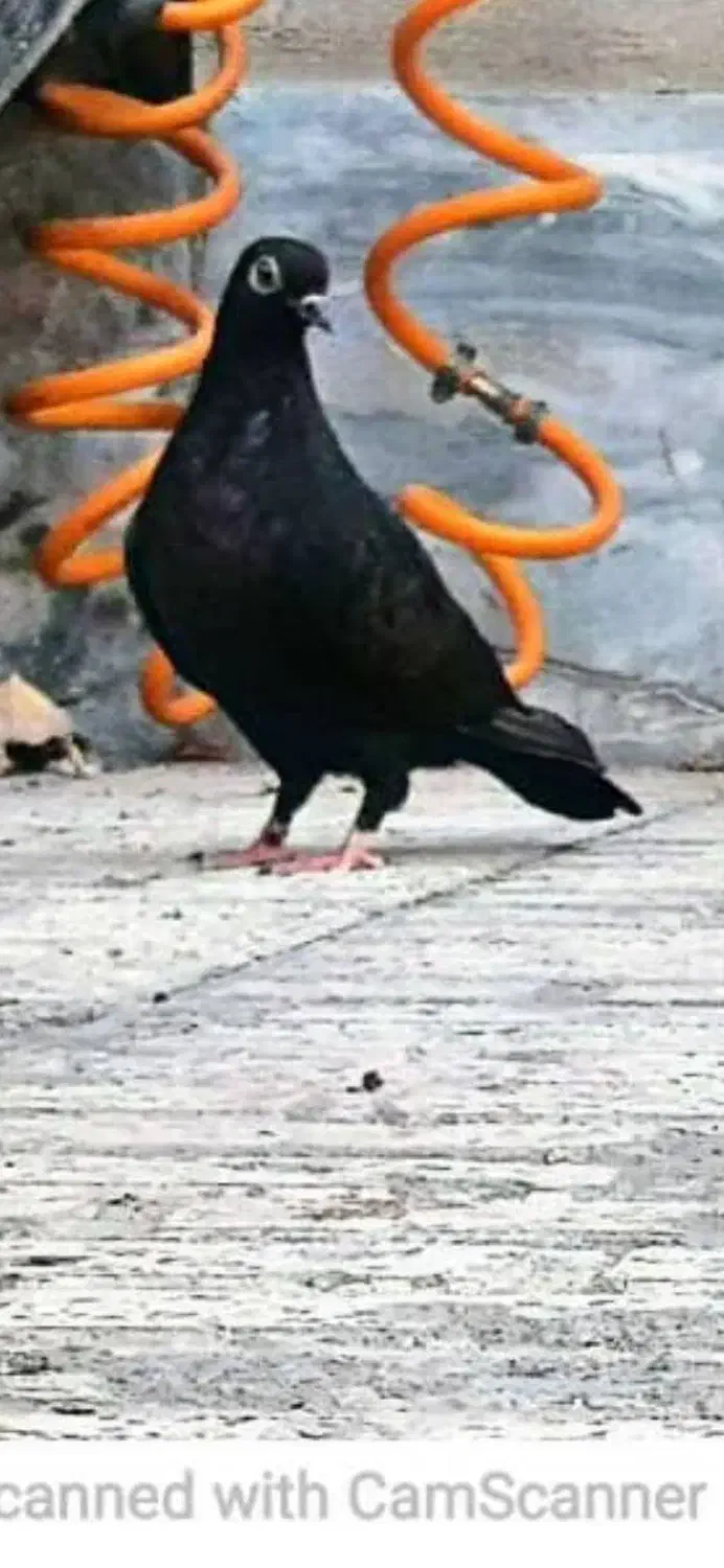 کبوتر یا کفتر ارشلینگل|پرنده|اندیشه, اندیشه فاز ۲|دیوار