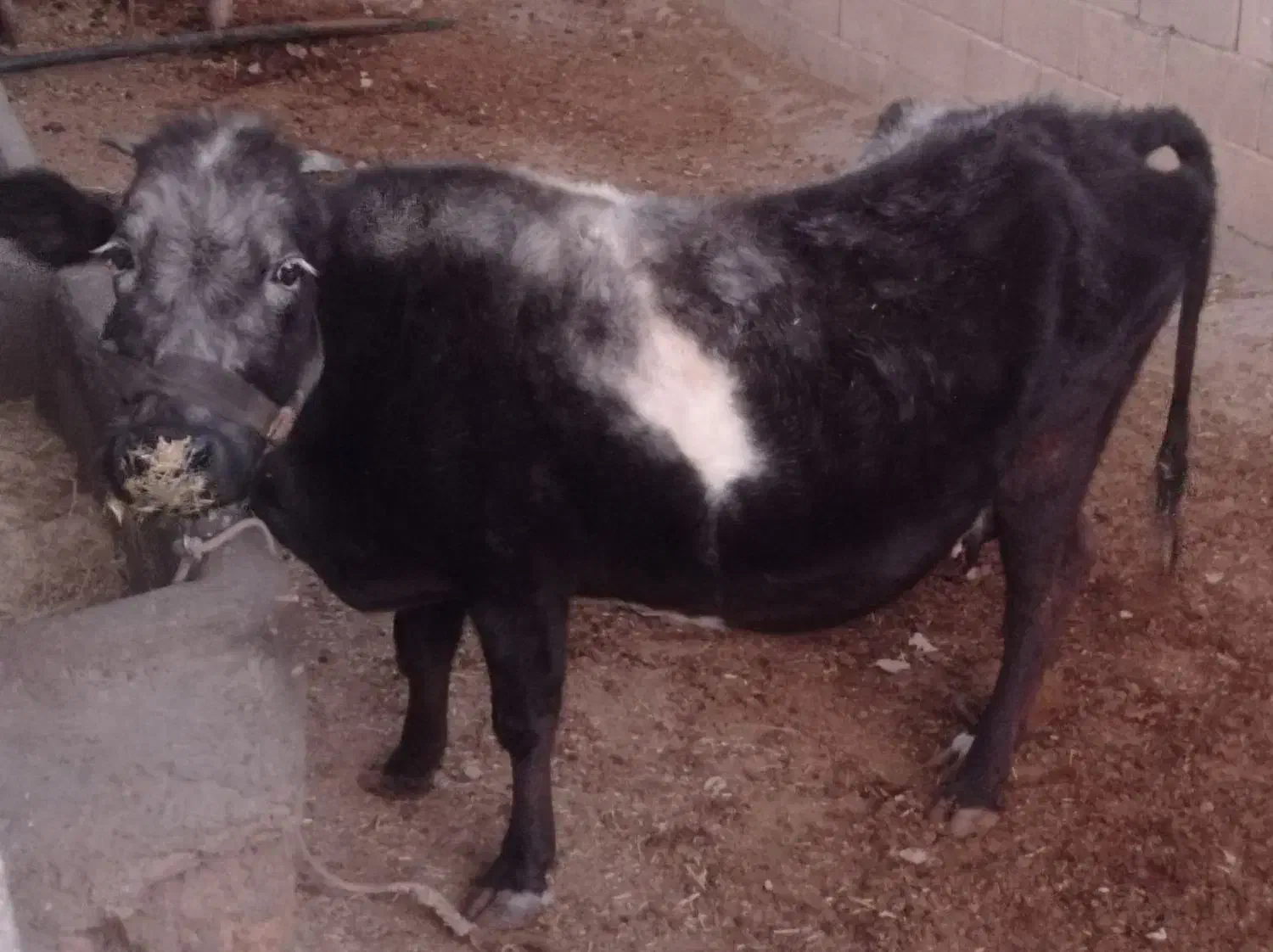 گاو آبستن|حیوانات مزرعه|پاتاوه, |دیوار