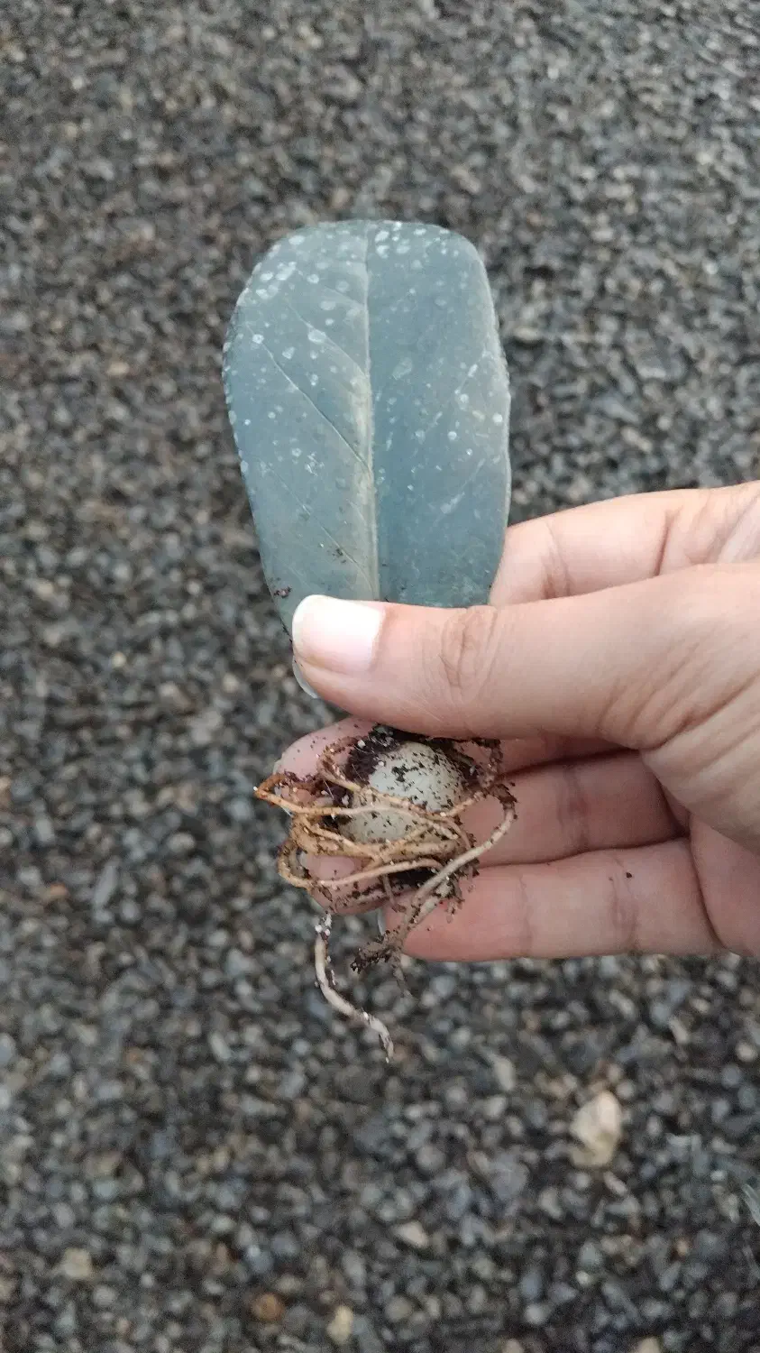 برگ ریشه دار زاموفیلیا بلک|گل و گیاه طبیعی|بهنمیر, |دیوار