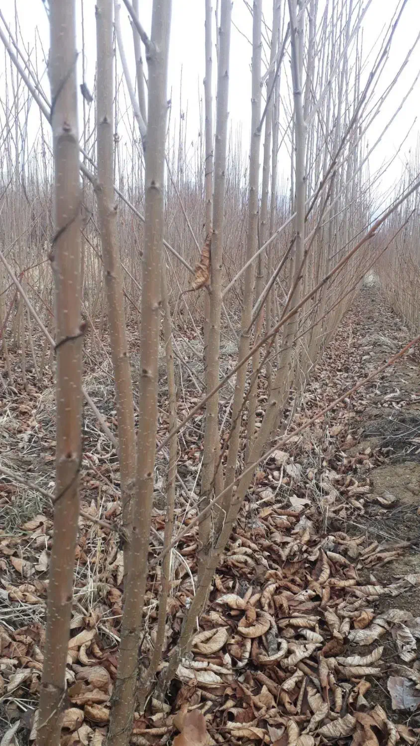 فروش انواع نهال پیوندی و اصلاح شده|خدمات باغبانی و درختکاری|سنندج, |دیوار