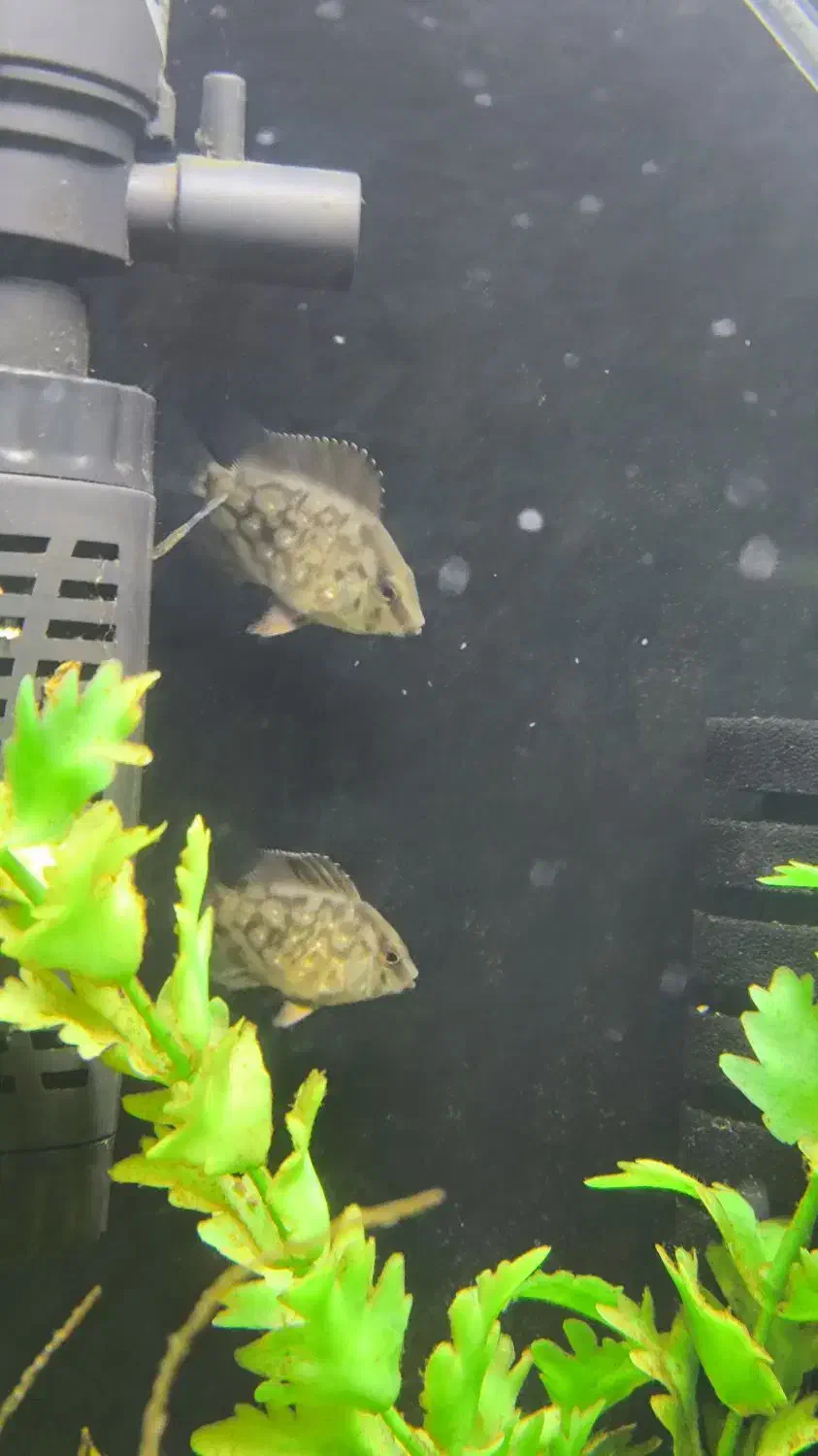 ماهی خوب و کم یاب میخوای بیا اینجا|ماهی|زابل, |دیوار