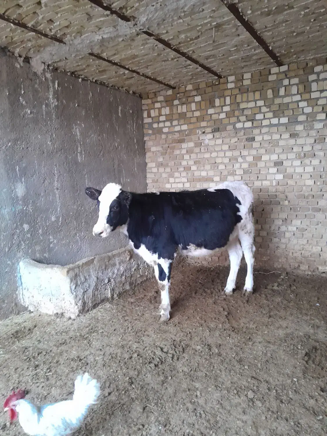 دوراس تلیسه ابستن|حیوانات مزرعه|دشتابی, |دیوار