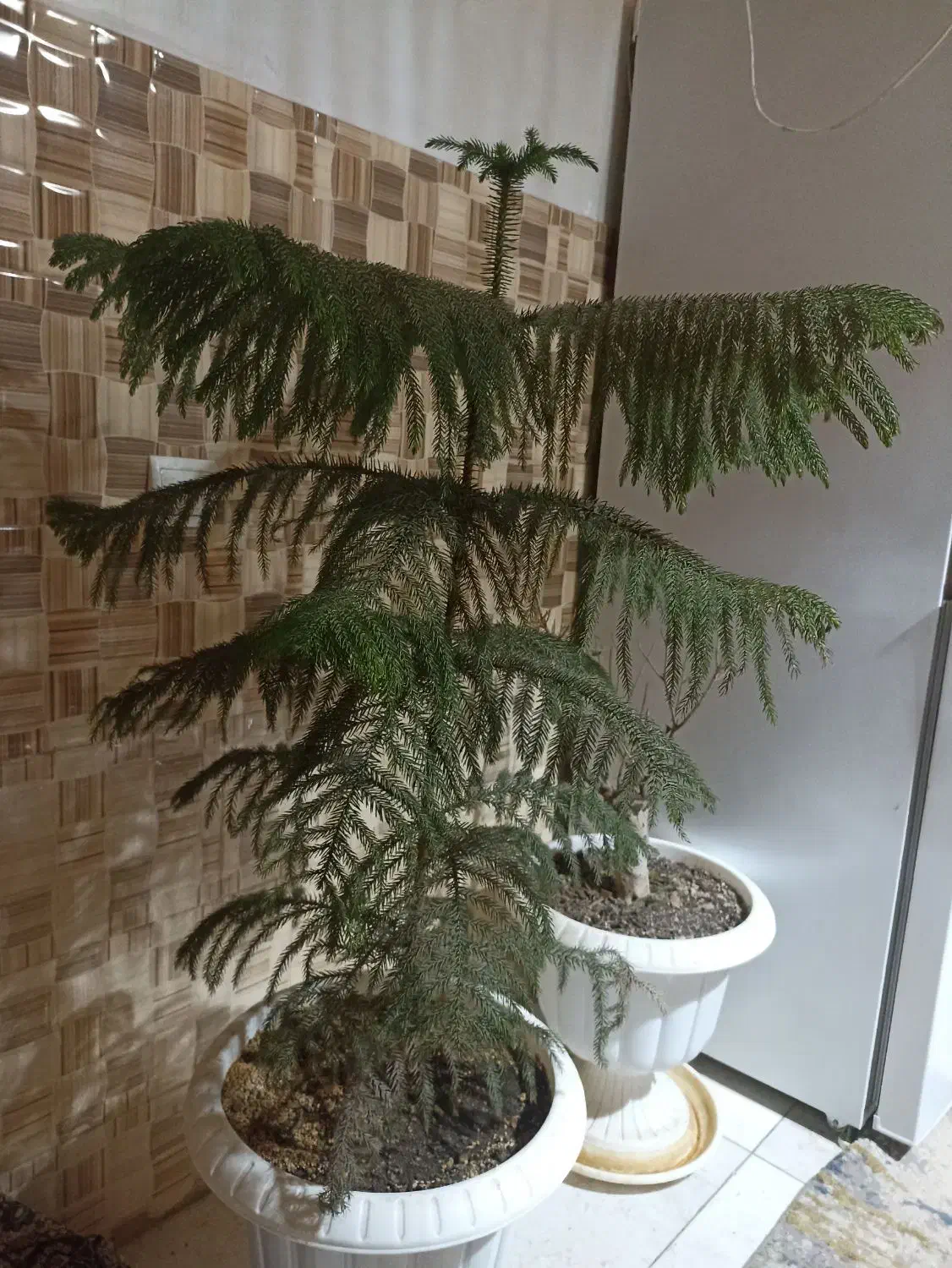 گل کاج مطبغ|گل و گیاه طبیعی|شاهدشهر, |دیوار