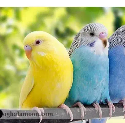 مرغ عشق|پرنده|جونقان, |دیوار