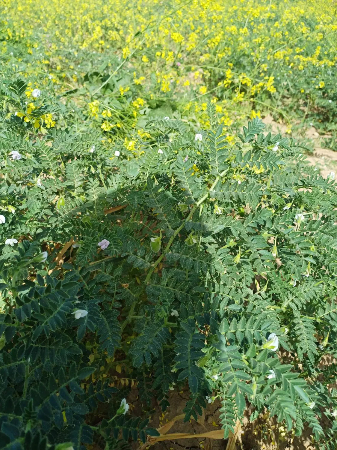 نخود|خوردنی و آشامیدنی|رومشکان, |دیوار