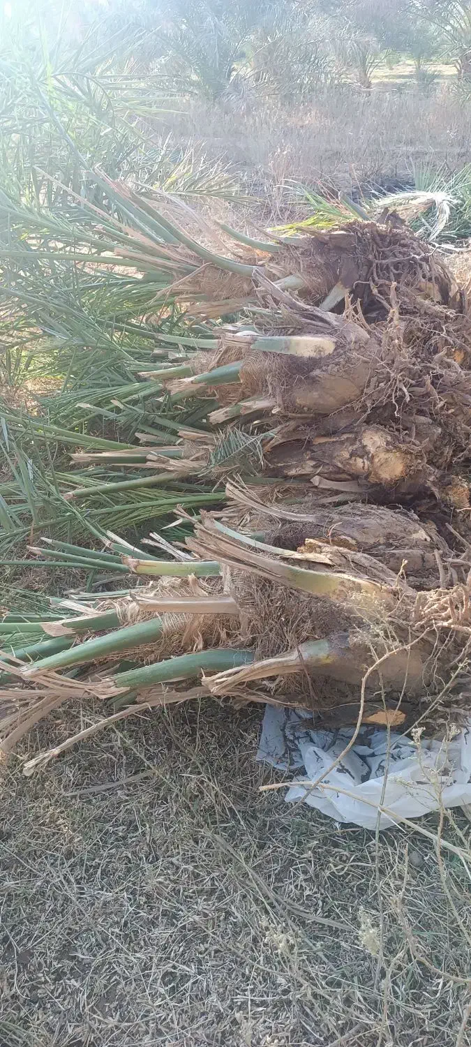 پاجوش (جنگ)مضافتی کنده آماده رسیده تضمینی|گل و گیاه طبیعی|ریگان, |دیوار