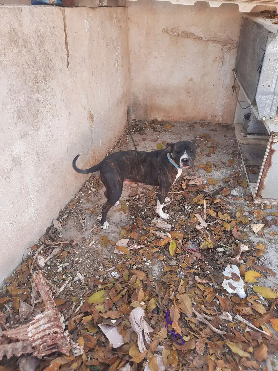 سگ پیت بول|سگ|کرمانشاه, |دیوار