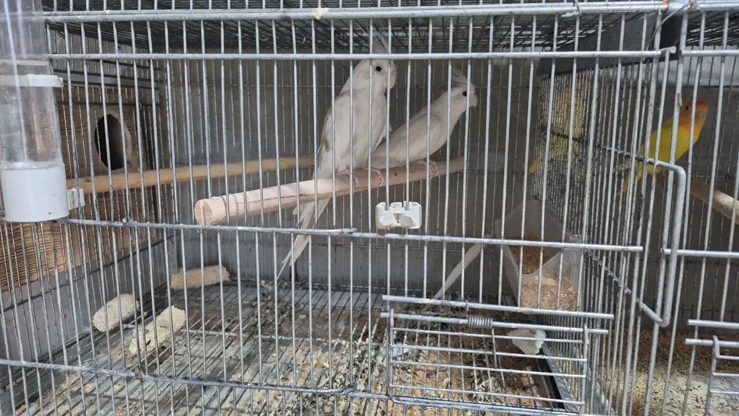 عروس هلندی مولد|پرنده|بندر دیر, |دیوار