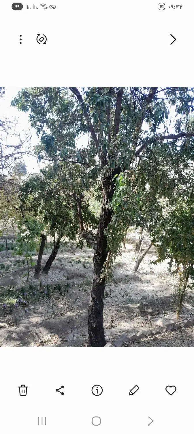 مقداری چوب ذغالی ودرخت های بادام توت گردو دیگر|خدمات باغبانی و درختکاری|رودهن, |دیوار