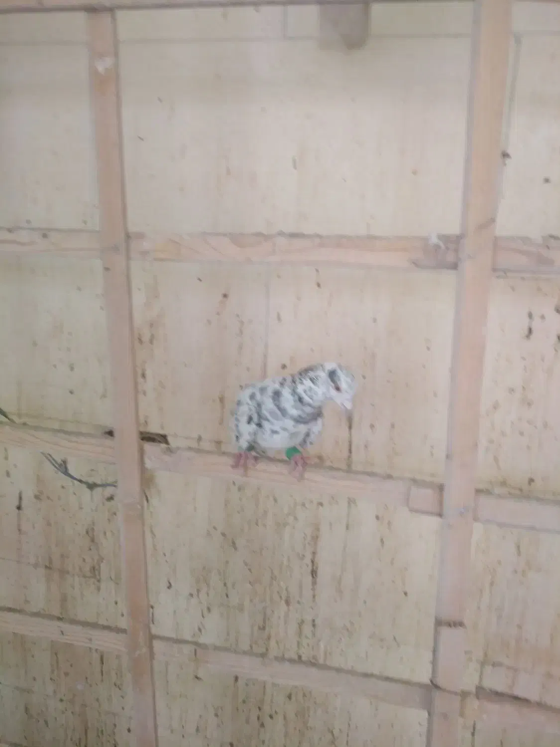 3 تا حیوان پرنده زنگ|پرنده|محمدیه-قزوین, |دیوار