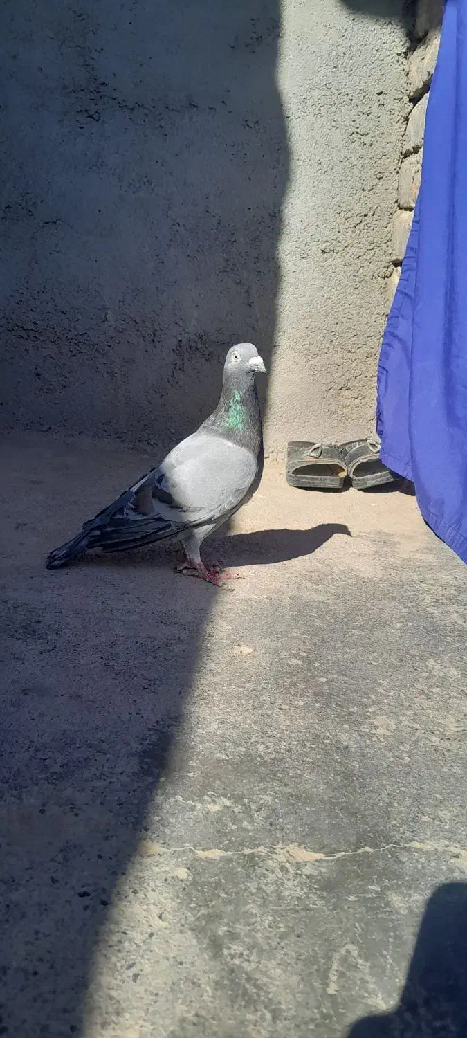 سبز ترک دار|پرنده|تربت جام, جامرود|دیوار