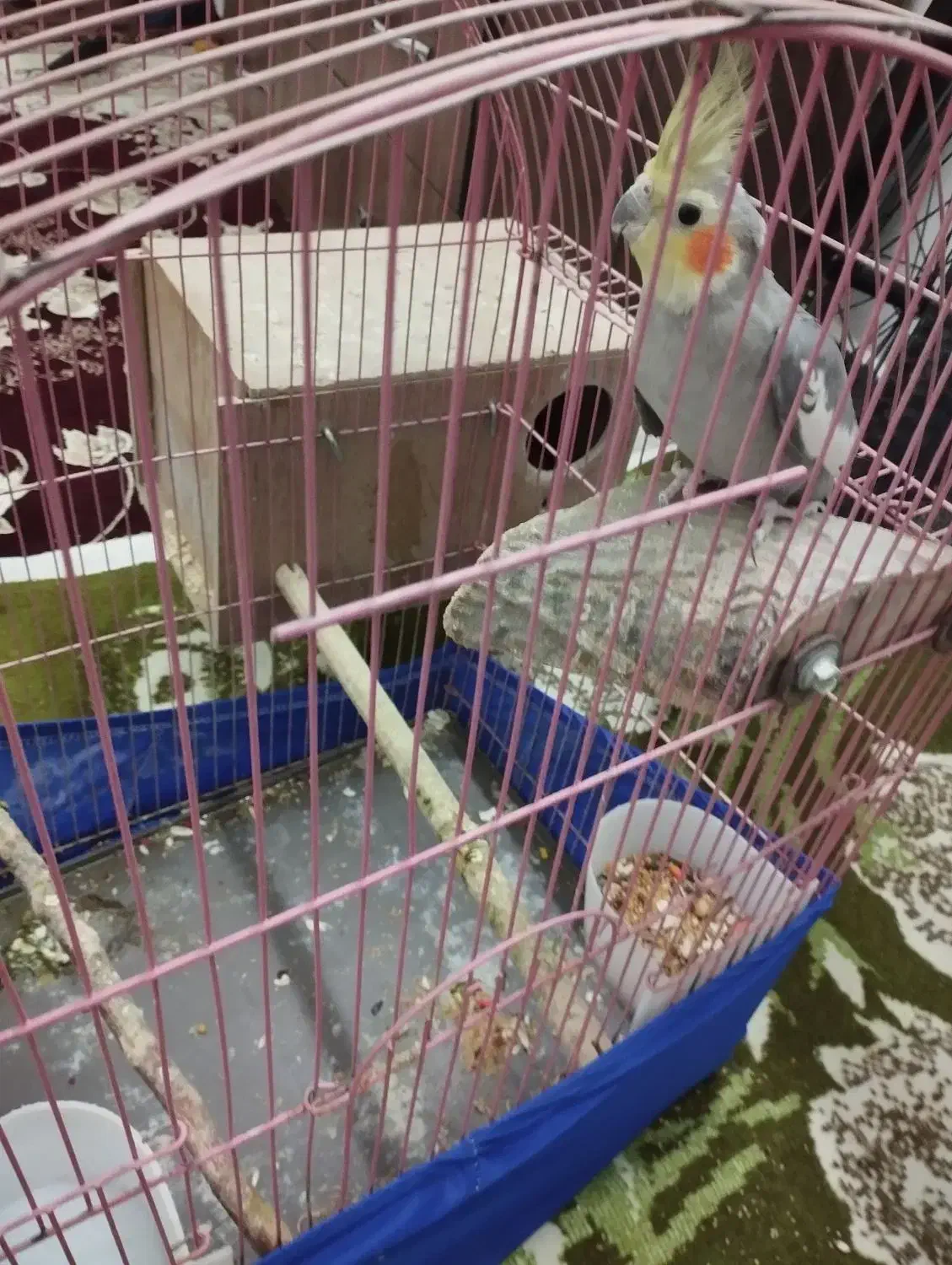 طوطی|پرنده|گرمسار, |دیوار