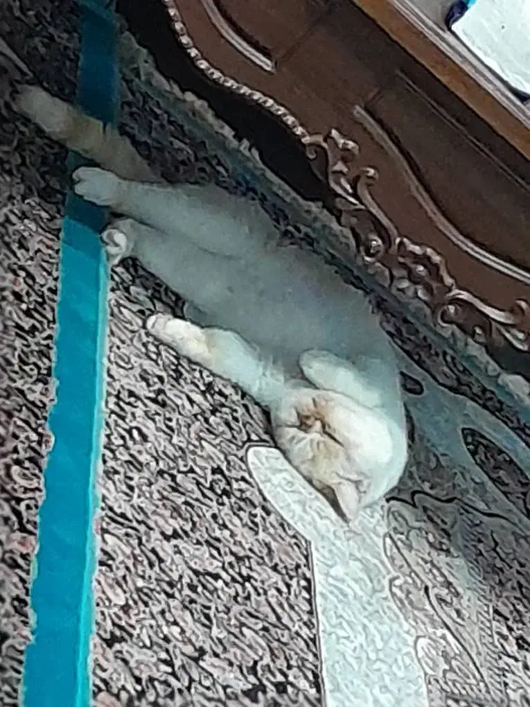 گربه|گربه|اصفهان, بهرام‌آباد|دیوار