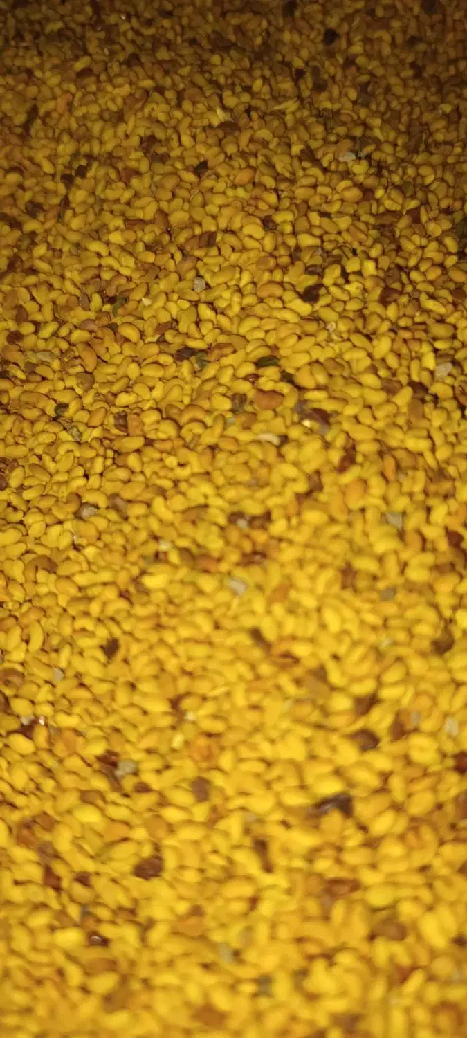 بذریونجه مغان درجه یک با تناژت بالا|خدمات باغبانی و درختکاری|قشلاق دشت, |دیوار