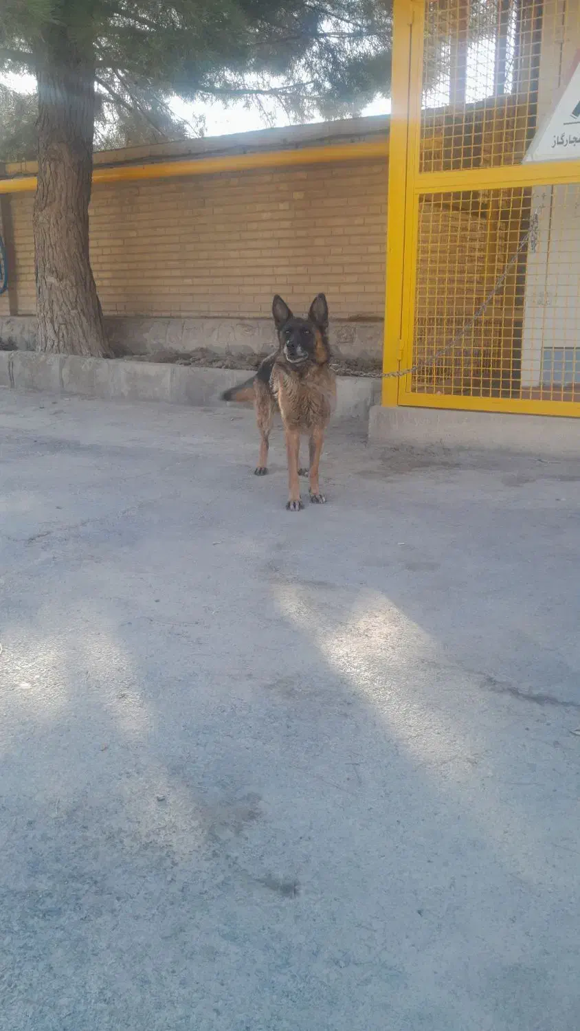 سگ ژرمن اصل حرف گوش کن  مهربان|سگ|خسروشاه, |دیوار