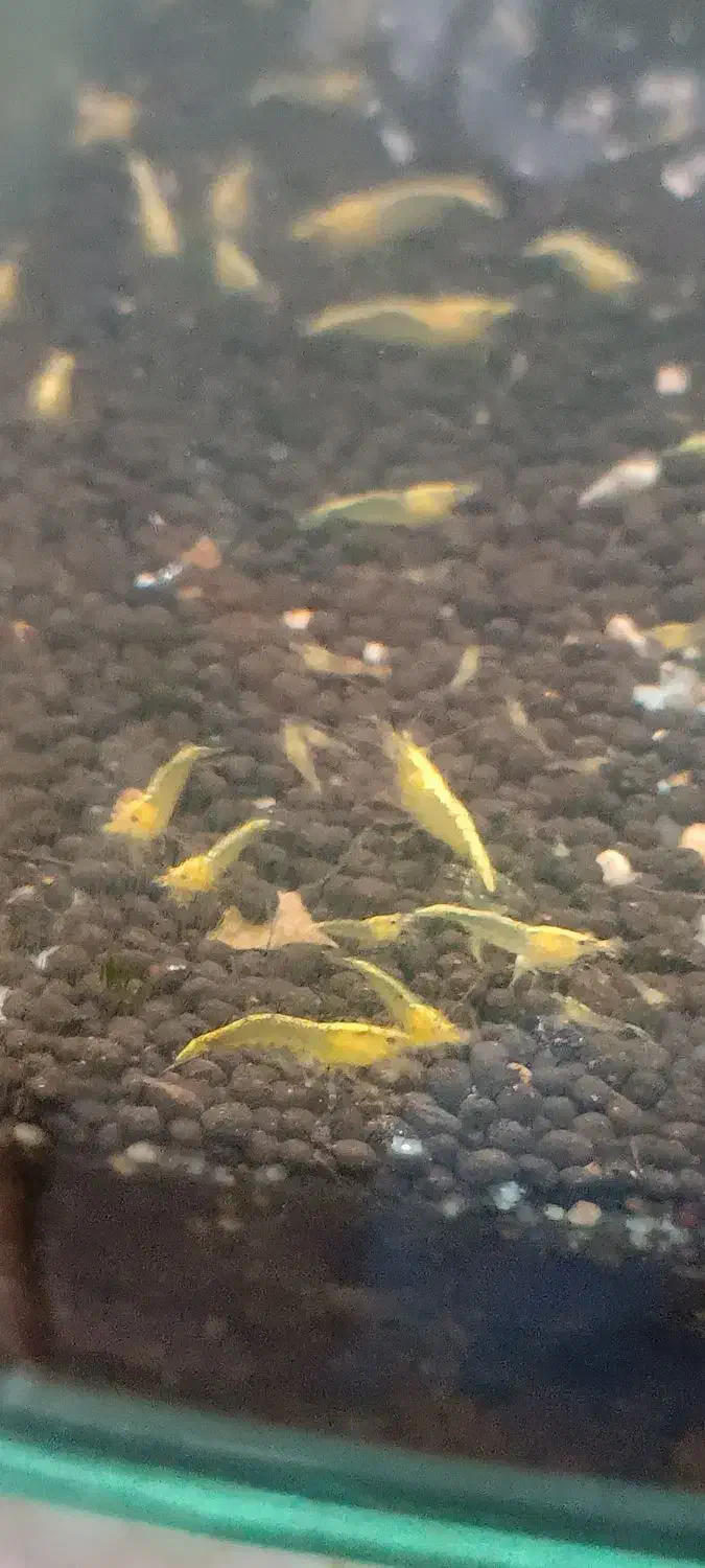 میگو آکواریوم|ماهی|کرمانشاه, |دیوار