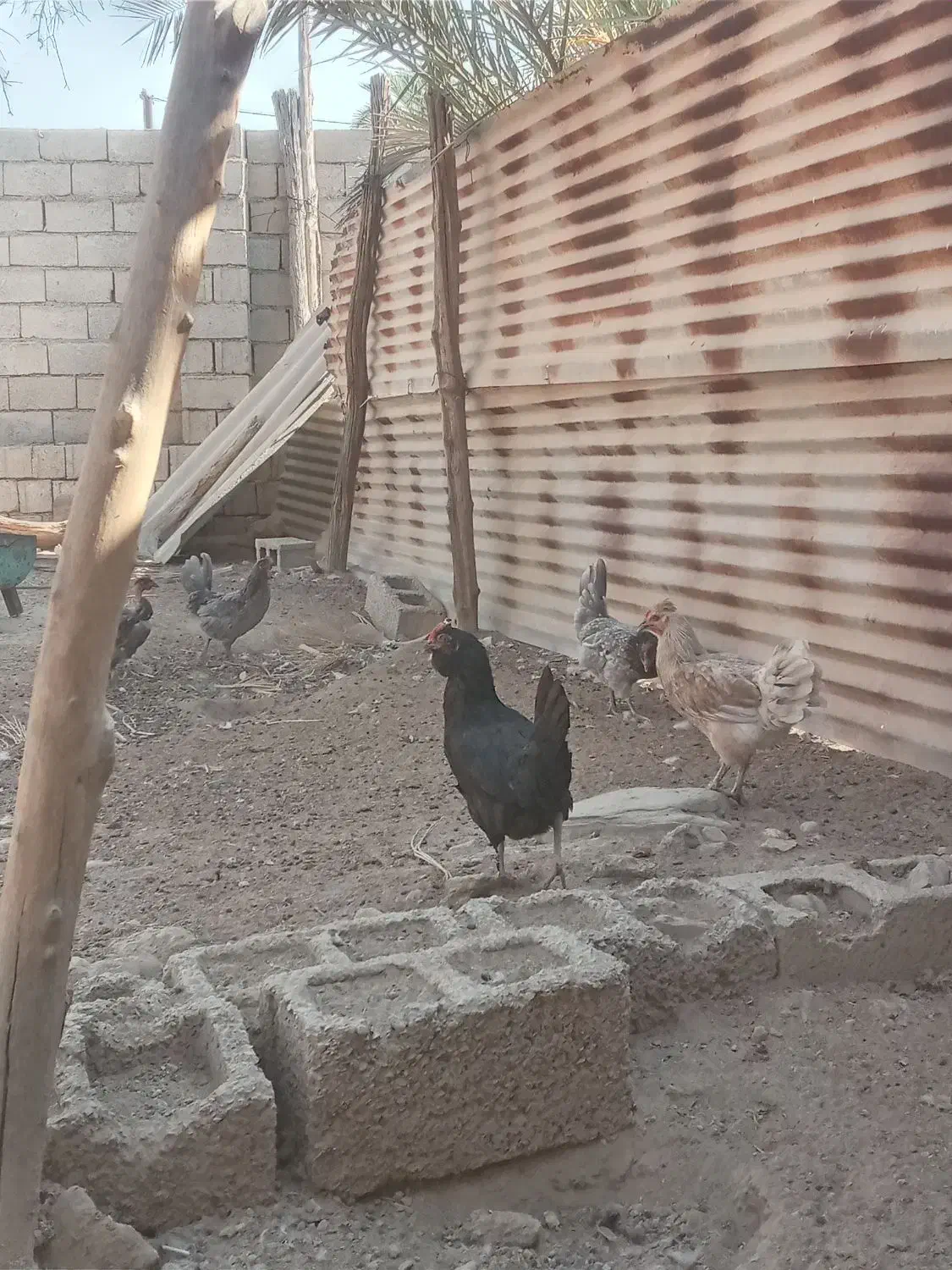 مرغ محلی طوسی|حیوانات مزرعه|برازجان, |دیوار