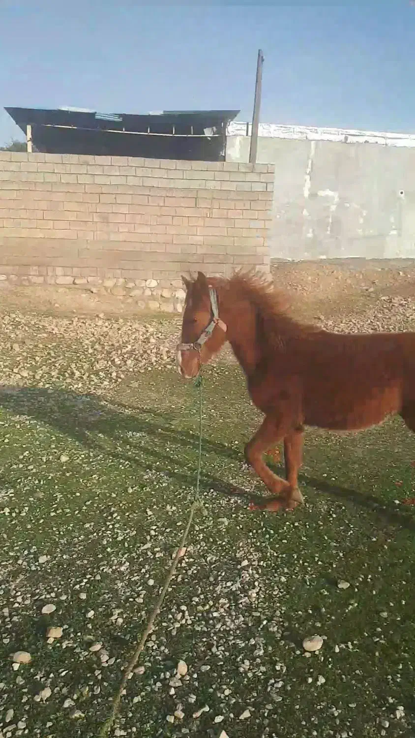 اسب|اسب و تجهیزات اسب‌سواری|اندیمشک, |دیوار