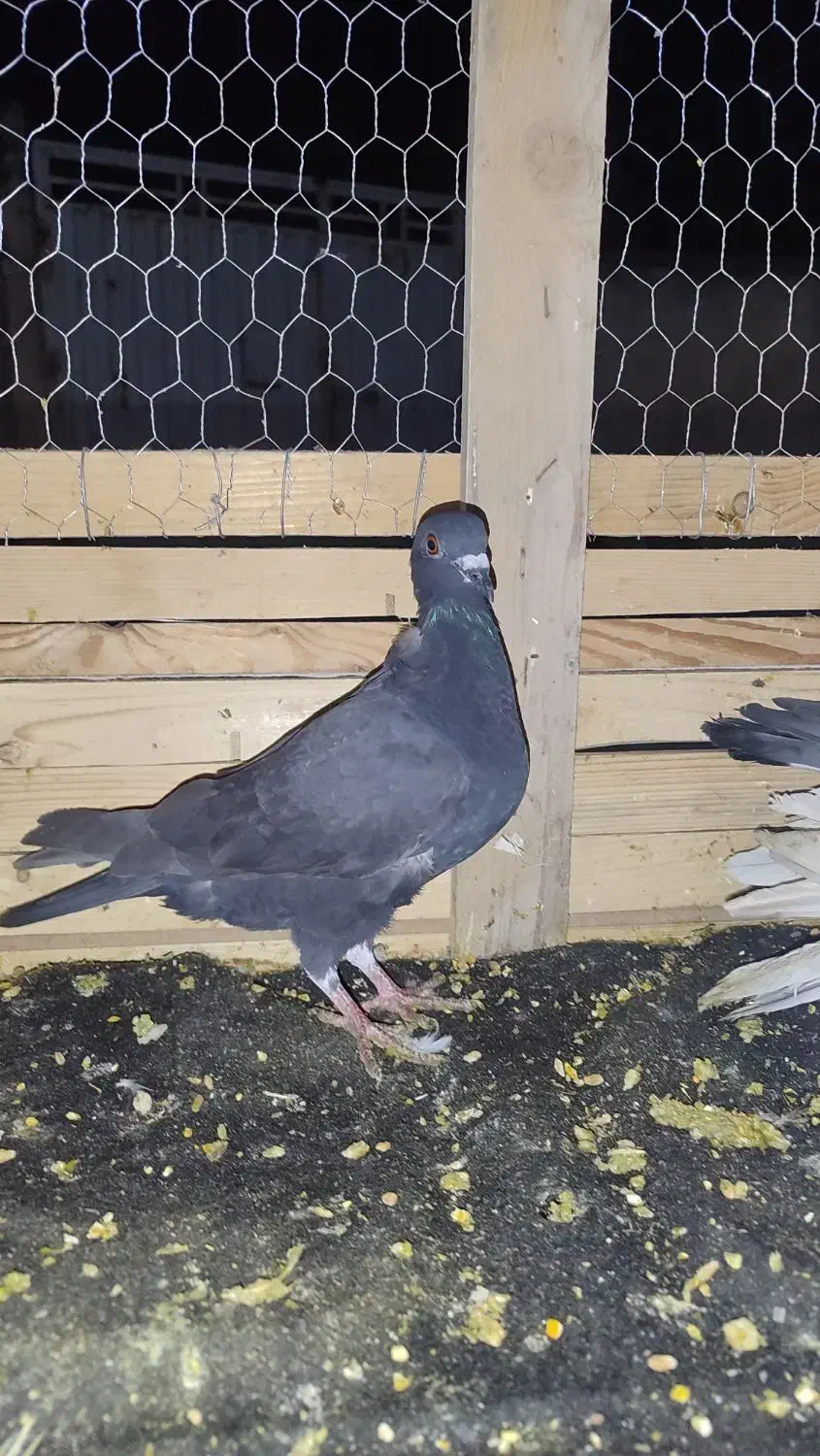 کبوتر|پرنده|گنبد کاووس, |دیوار