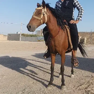 اسب|اسب و تجهیزات اسبسواری|تربت جام, میان جام|دیوار