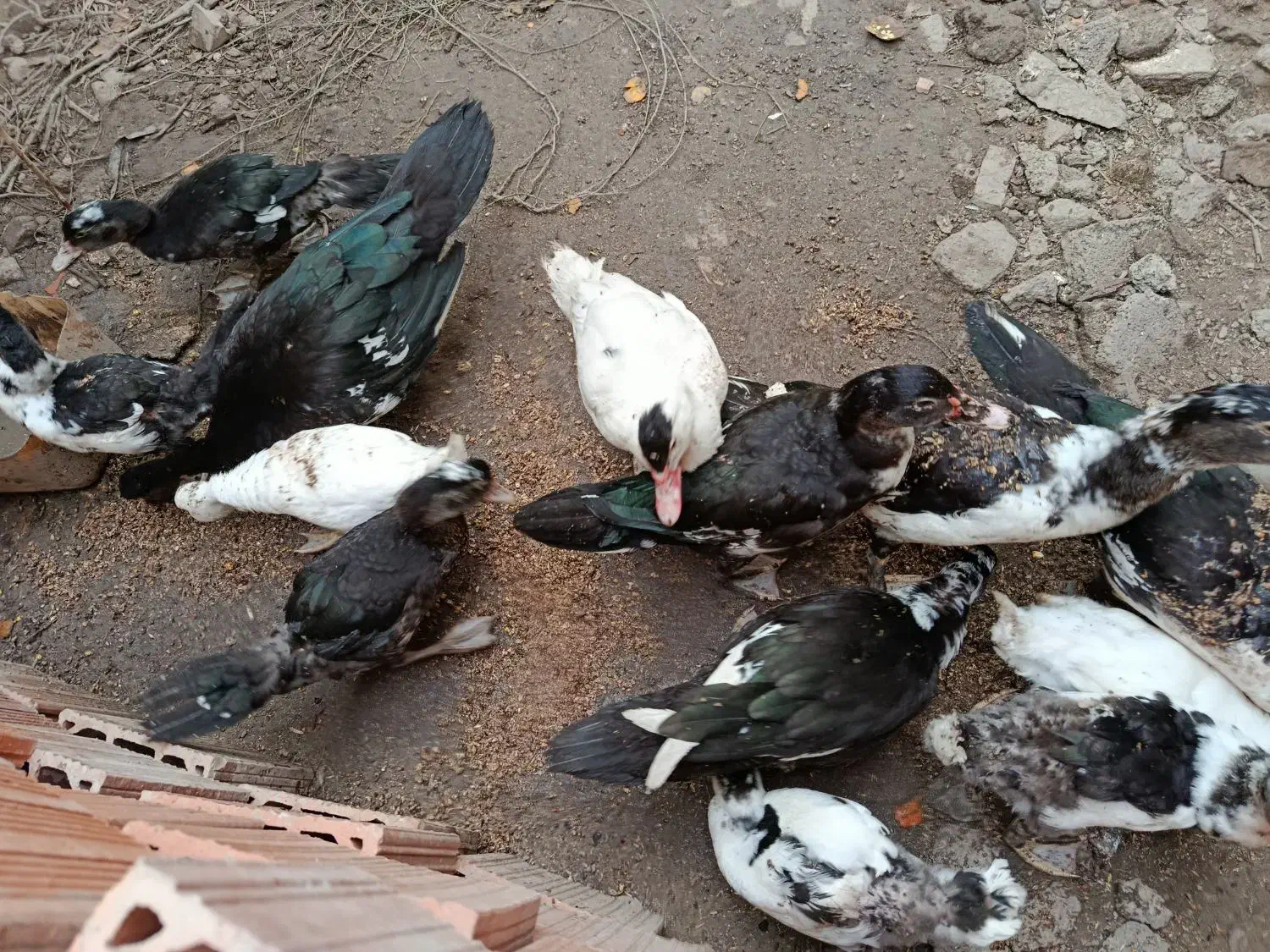 اسرائیلی درجه یک|حیوانات مزرعه|گمیشان, |دیوار