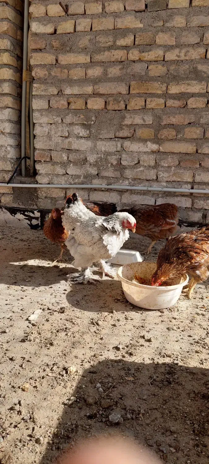 ویاندونت|حیوانات مزرعه|یزد, |دیوار