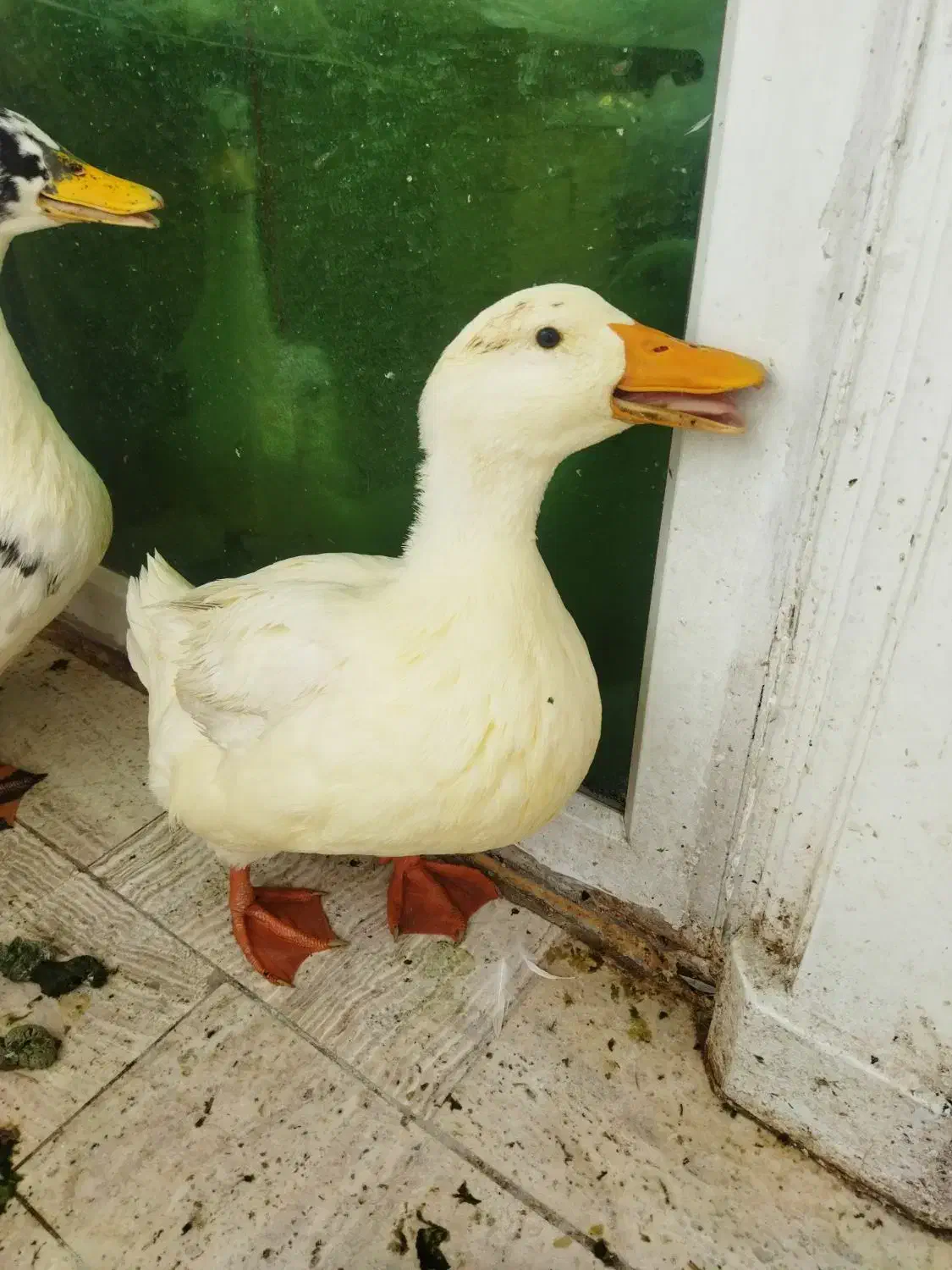 اردک|حیوانات مزرعه|تهران, اقدسیه|دیوار