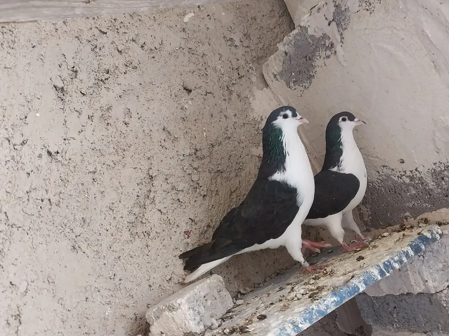 کفتر سیاه|پرنده|تبریز, |دیوار