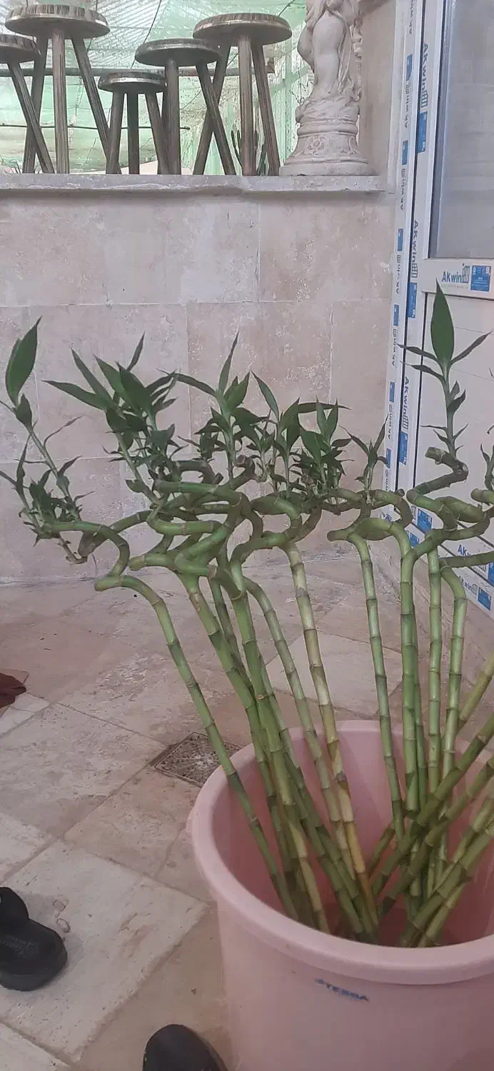 حراج پاییزه|گل مصنوعی|لردگان, |دیوار