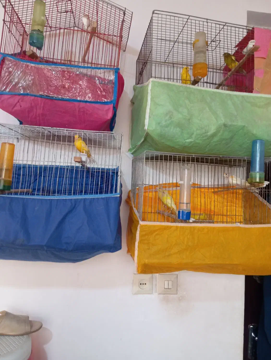 قناری ماده|پرنده|رودسر, |دیوار