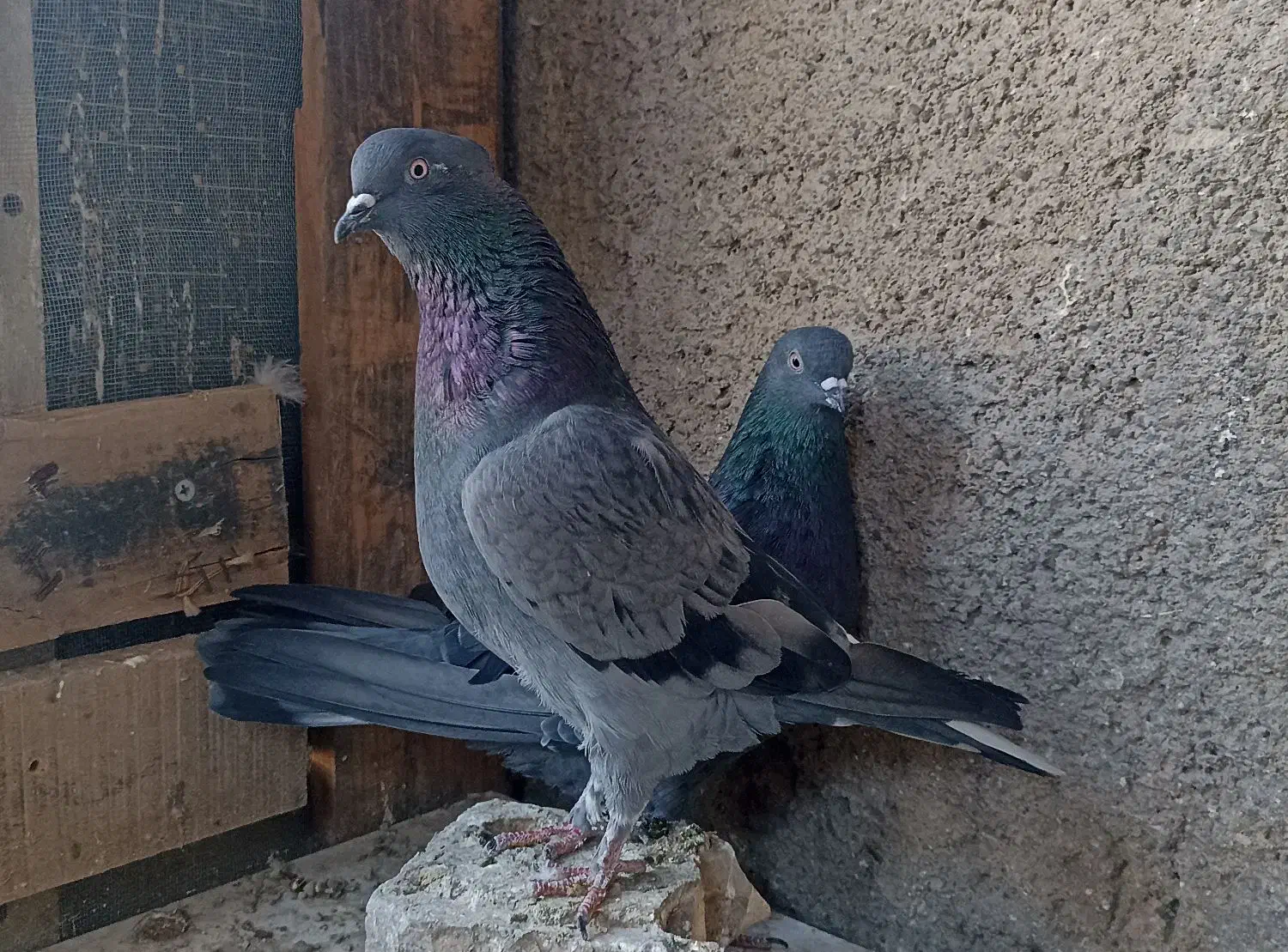 کفتر|پرنده|تهران, شهید رجایی|دیوار