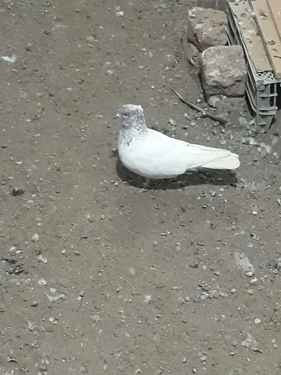 کبوتر پرشی|پرنده|انگوت, |دیوار