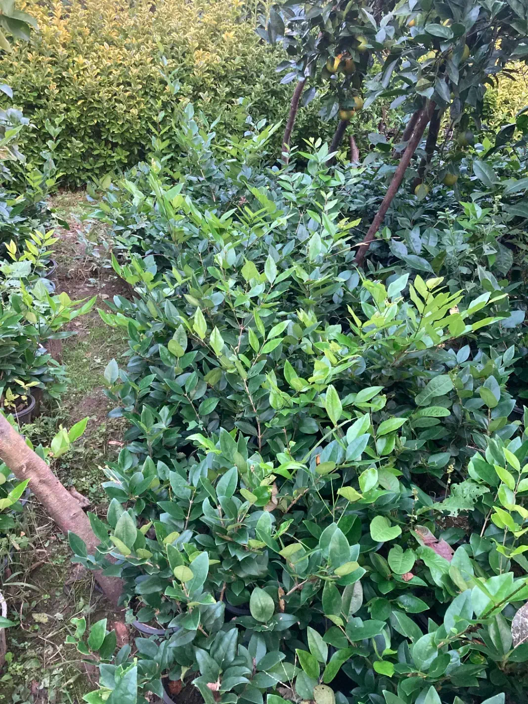 یاس هلندی|گل و گیاه طبیعی|واجارگاه, |دیوار