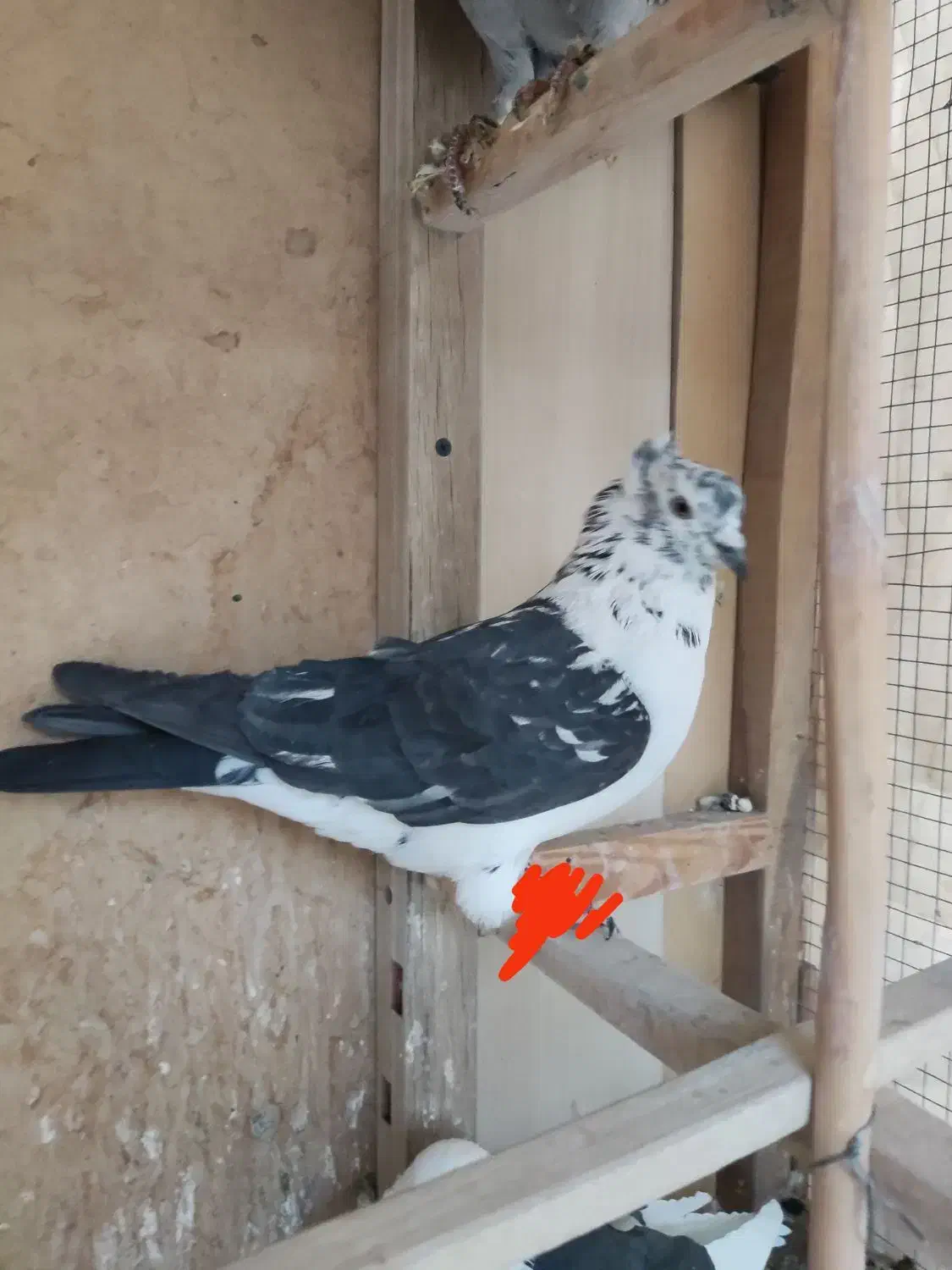 کبوتر|حیوانات|آباده, |دیوار