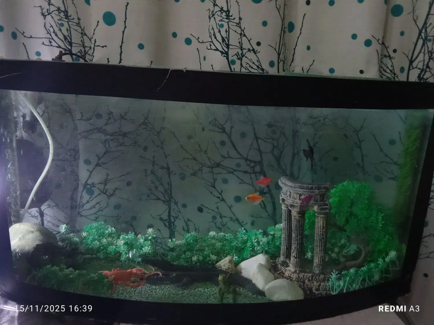 آکواریوم|ماهی|ارومیه, |دیوار