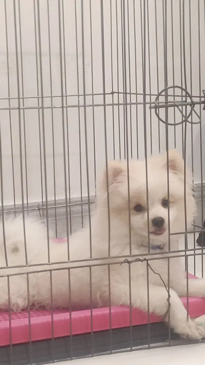 واگذاری پامر خرسی|سگ|مرودشت, ژیان|دیوار