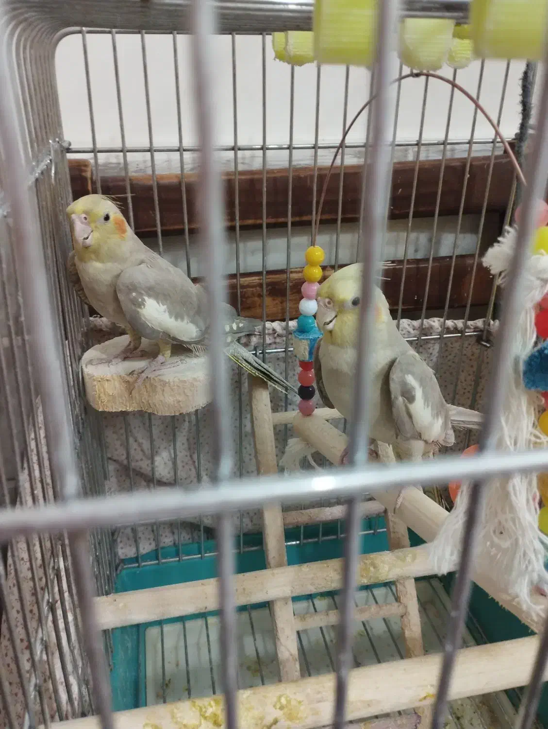 لطفااگهی راکامل بخونید2تاآهویی8ماهه نرصحیح سالم|پرنده|قم, انصار‌الحسین|دیوار