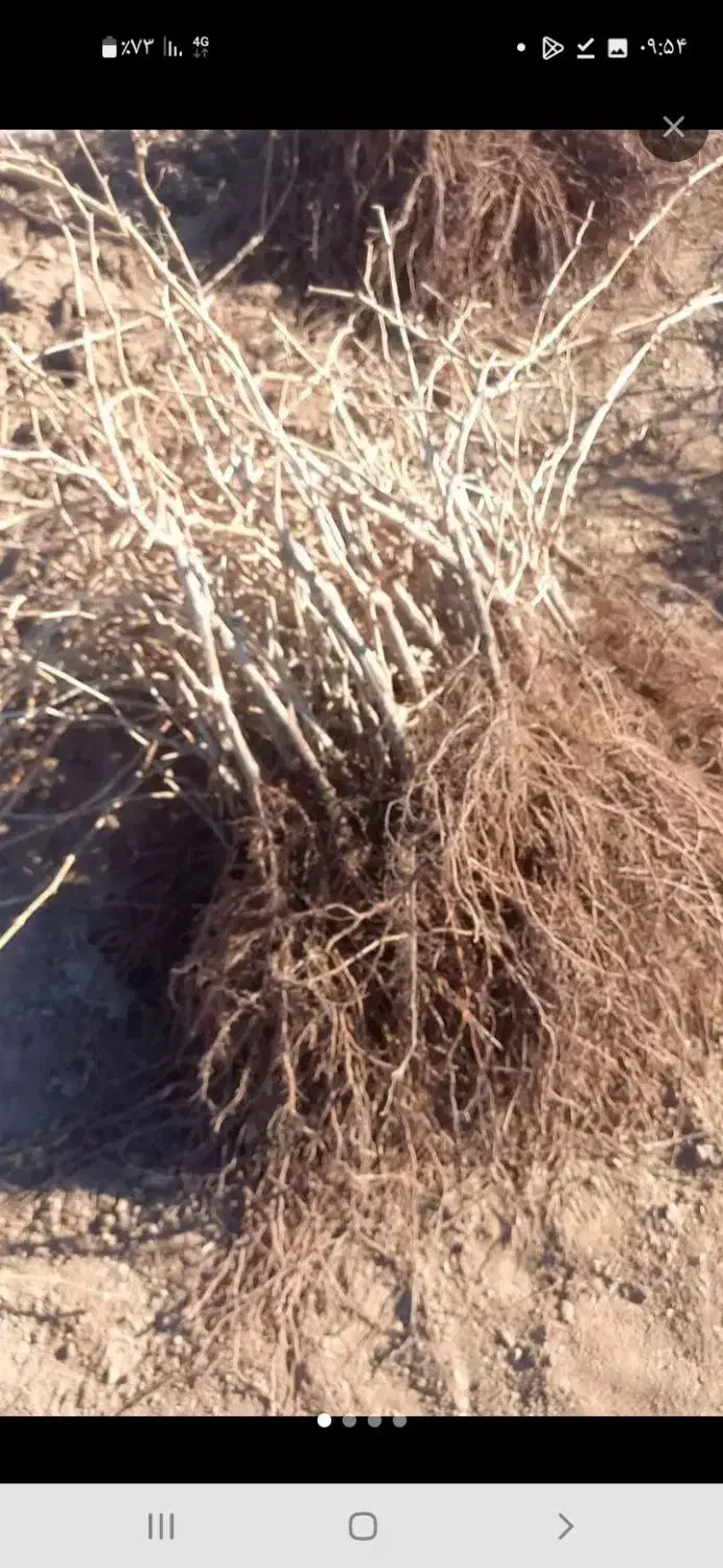 نهال انگو|گل و گیاه طبیعی|اسفرورین, |دیوار