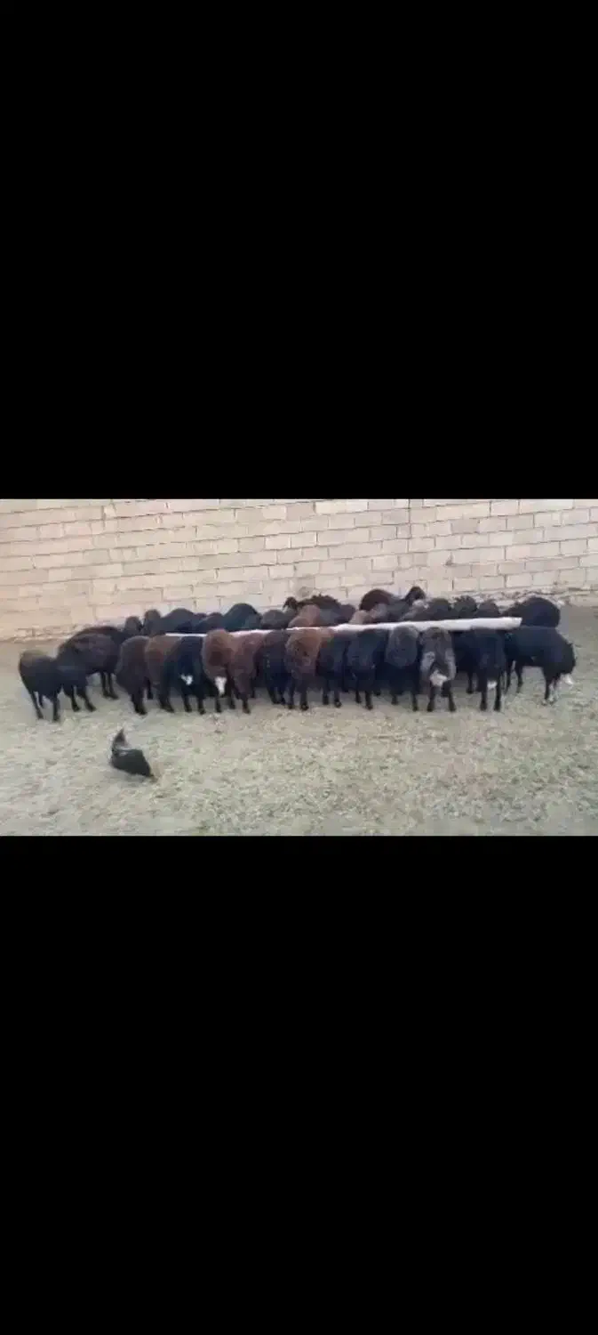 قوچ|حیوانات مزرعه|بسطام, |دیوار