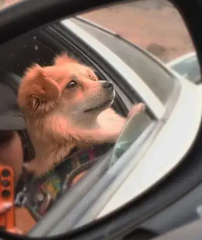 پامر اشپیتز|سگ|تهران, مینیسیتی (شهرک نفت)|دیوار