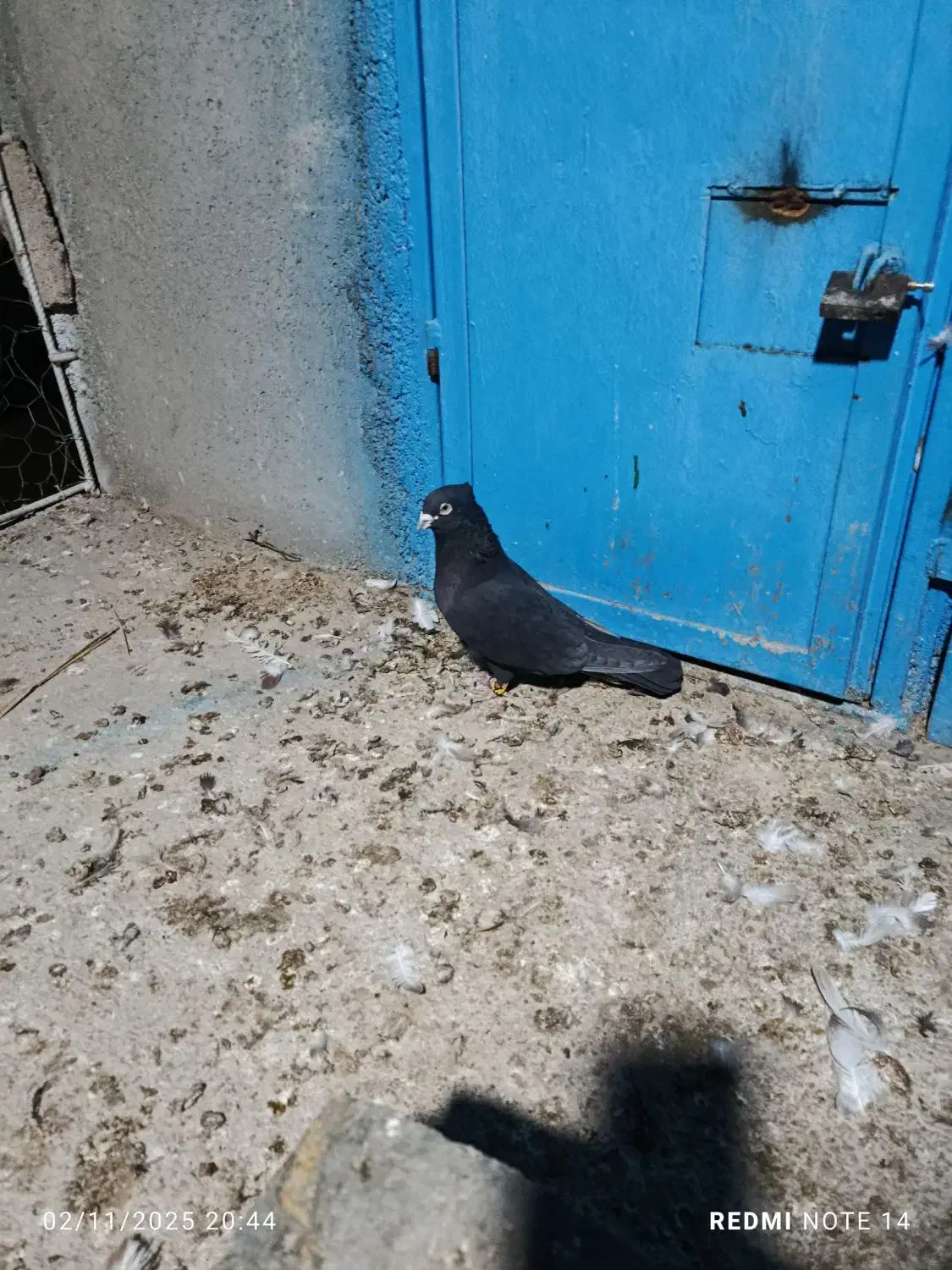 کفتر کلاغ بهبهانی پامیلی|پرنده|داراب, |دیوار