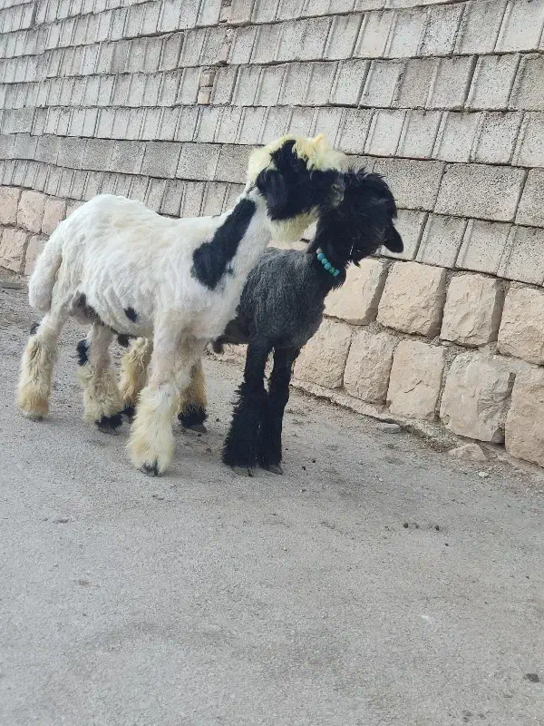 بره تخمی روزگاری|حیوانات مزرعه|کوهرنگ, |دیوار