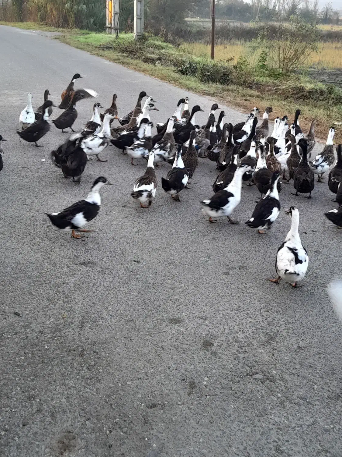 اردک فروشی|حیوانات مزرعه|املش, |دیوار